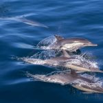 Sortie en mer et observation des dauphins : une activité nature inoubliable en Méditerranée