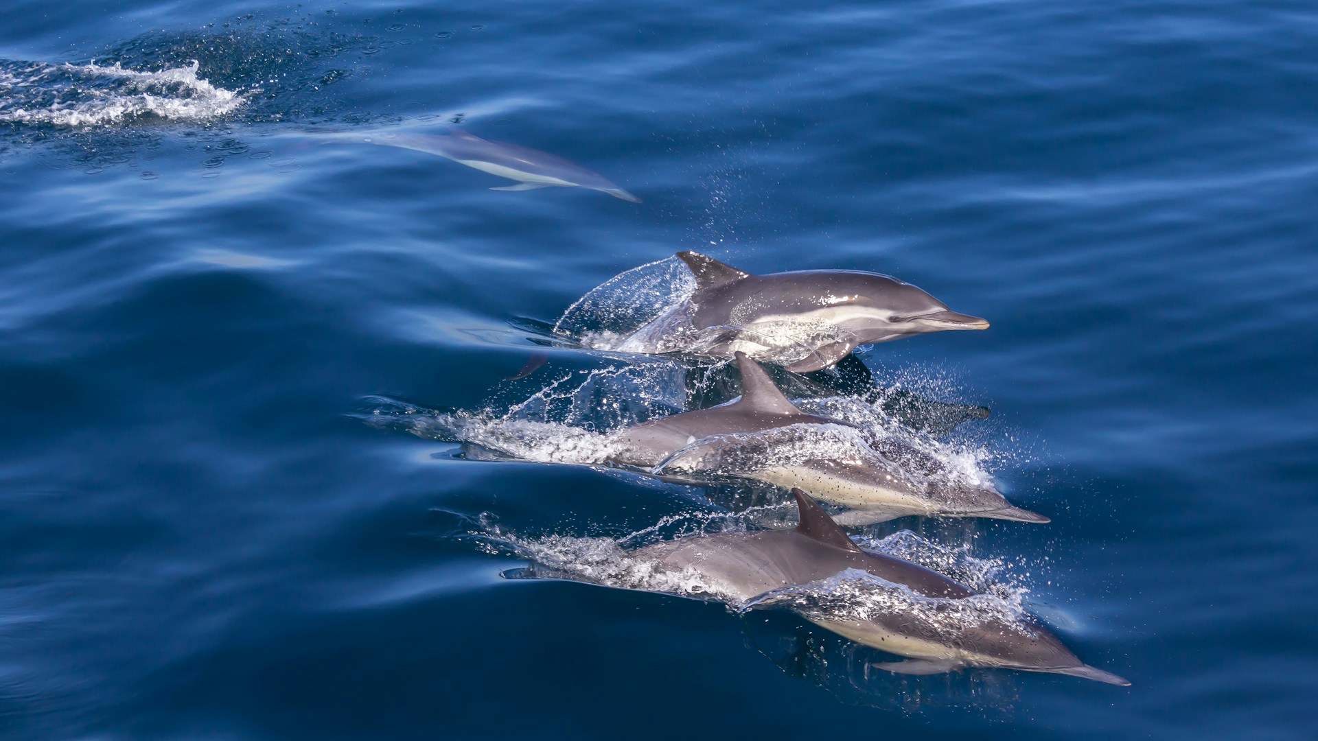 Sortie en mer et observation des dauphins : une activité nature inoubliable en Méditerranée